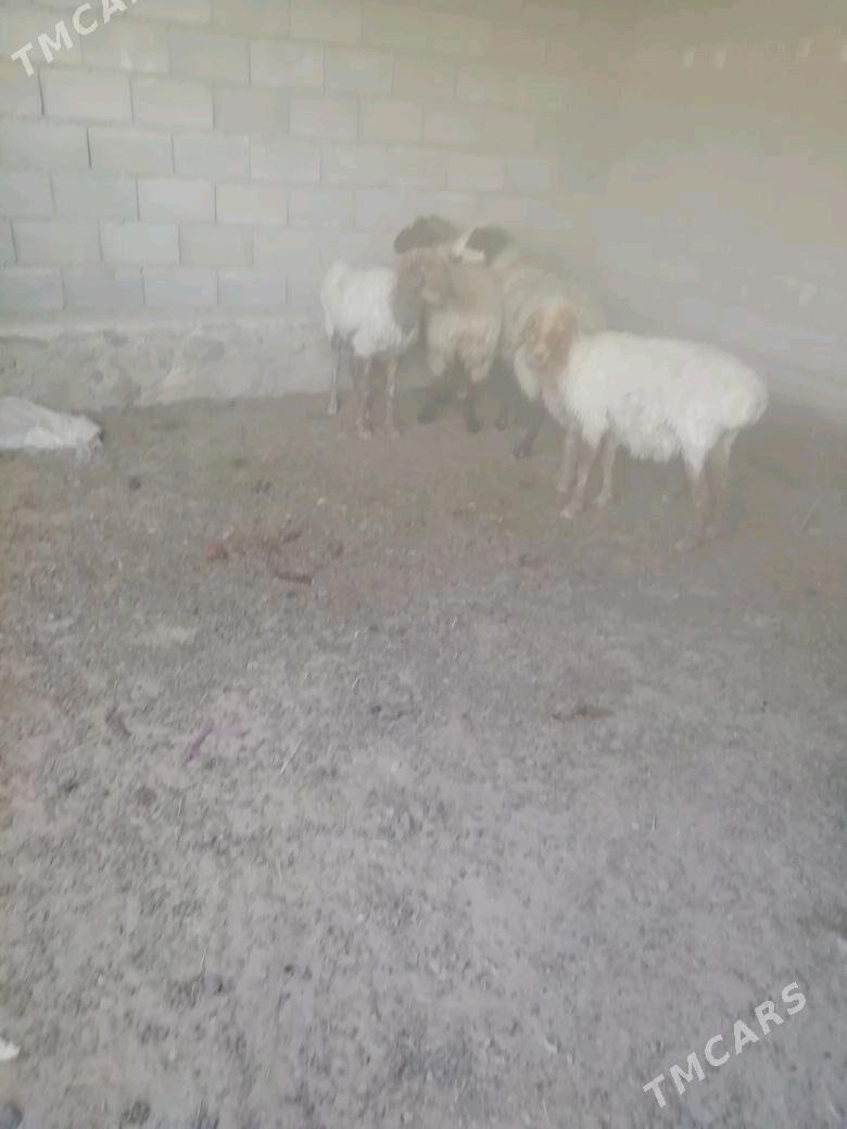 Goyun - Bereket - img 4