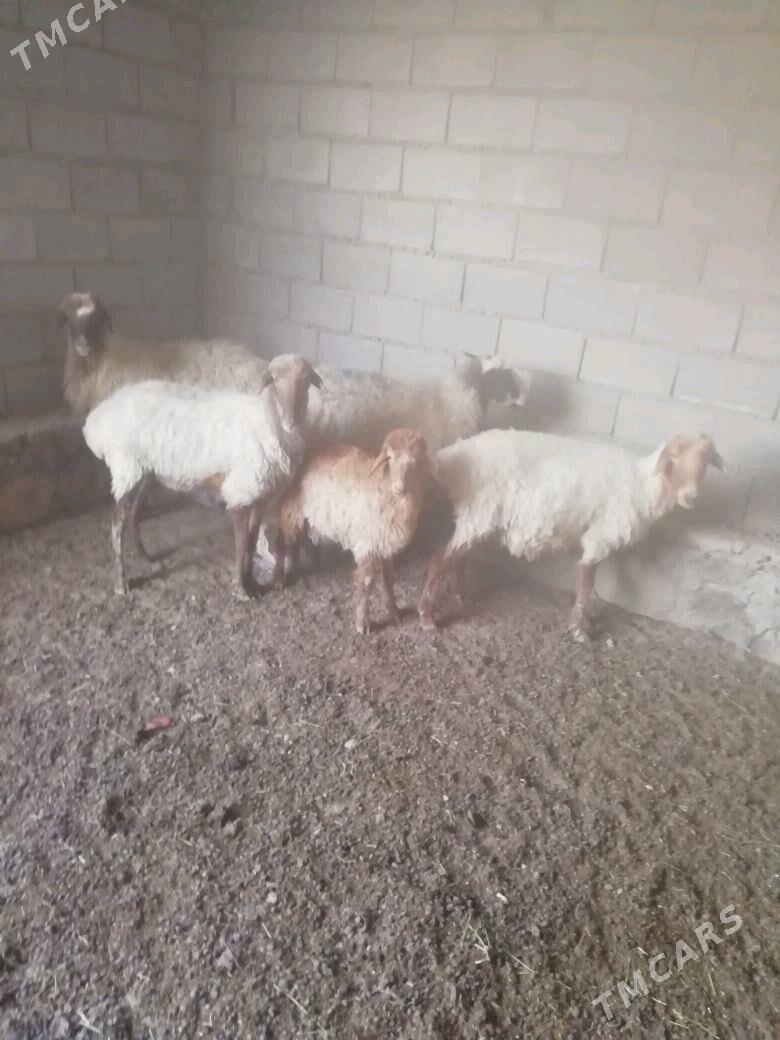 Goyun - Bereket - img 2