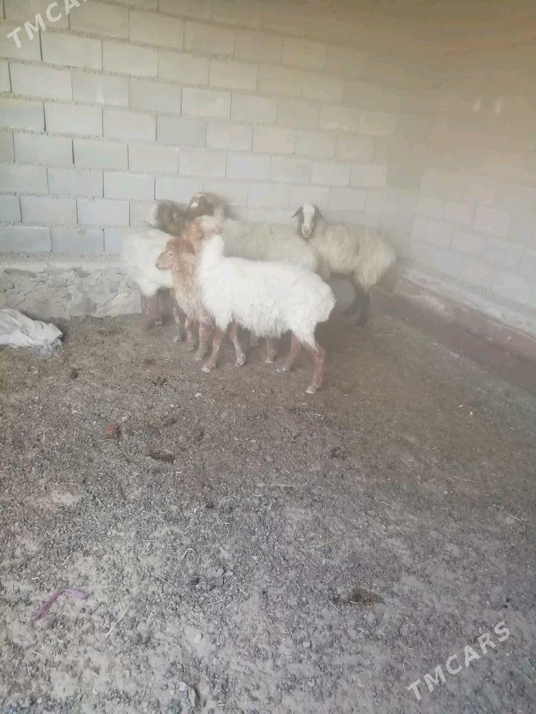 Goyun - Bereket - img 5