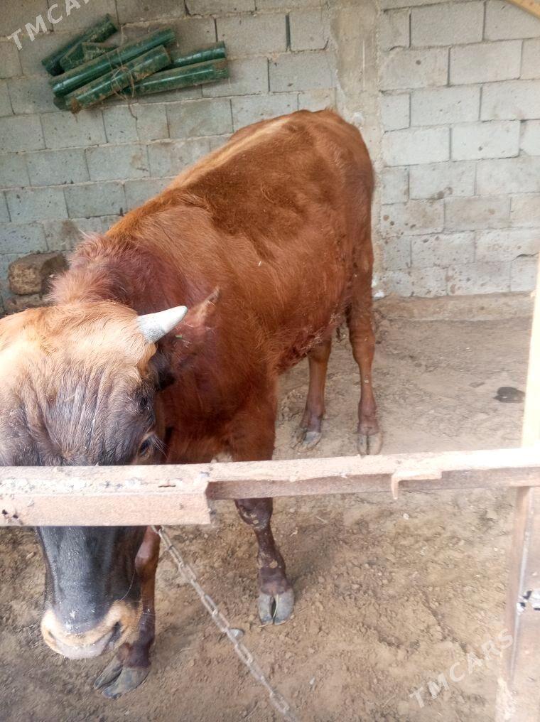 okuz gole - Ашхабад - img 3