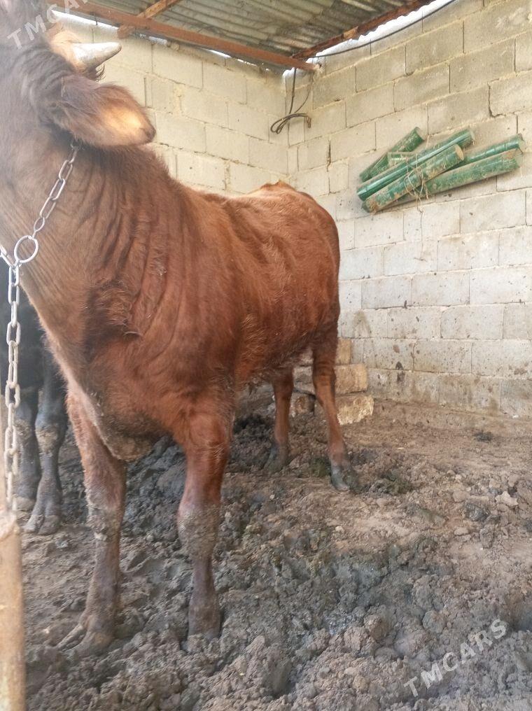 okuz gole - Ашхабад - img 2