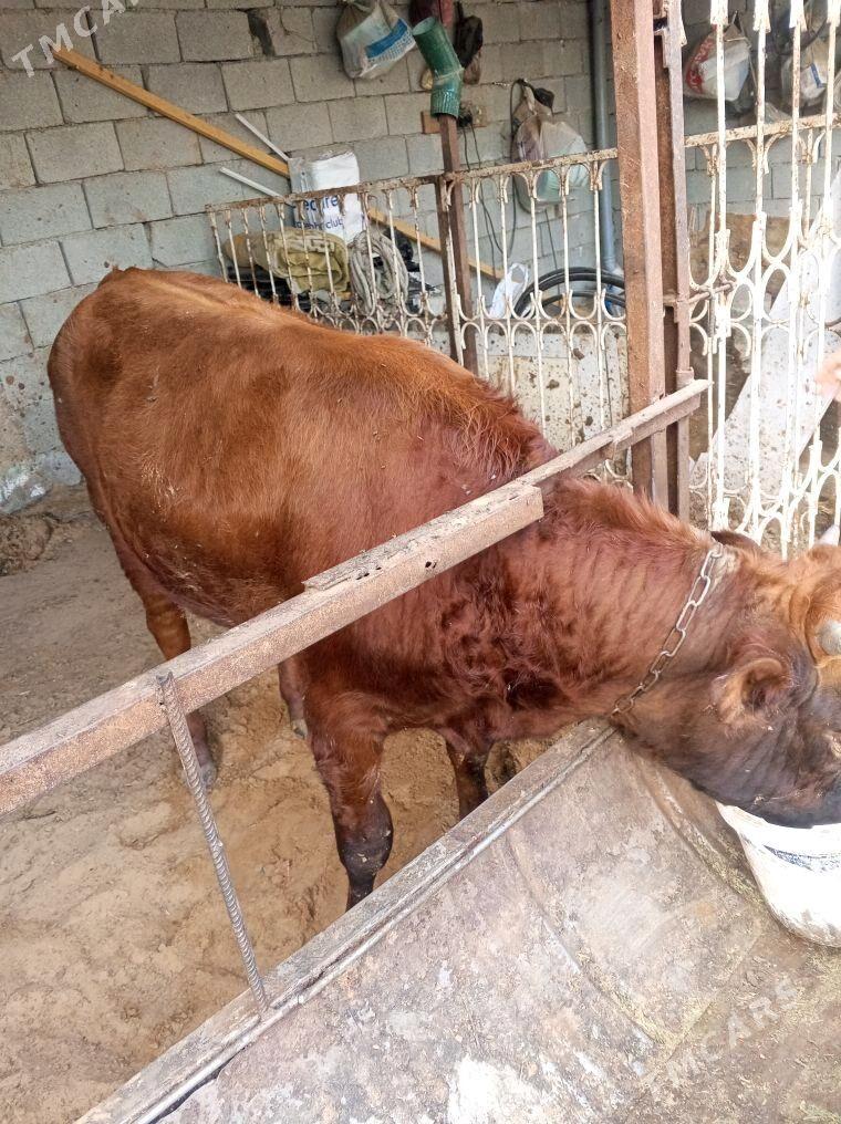 okuz gole - Ашхабад - img 4