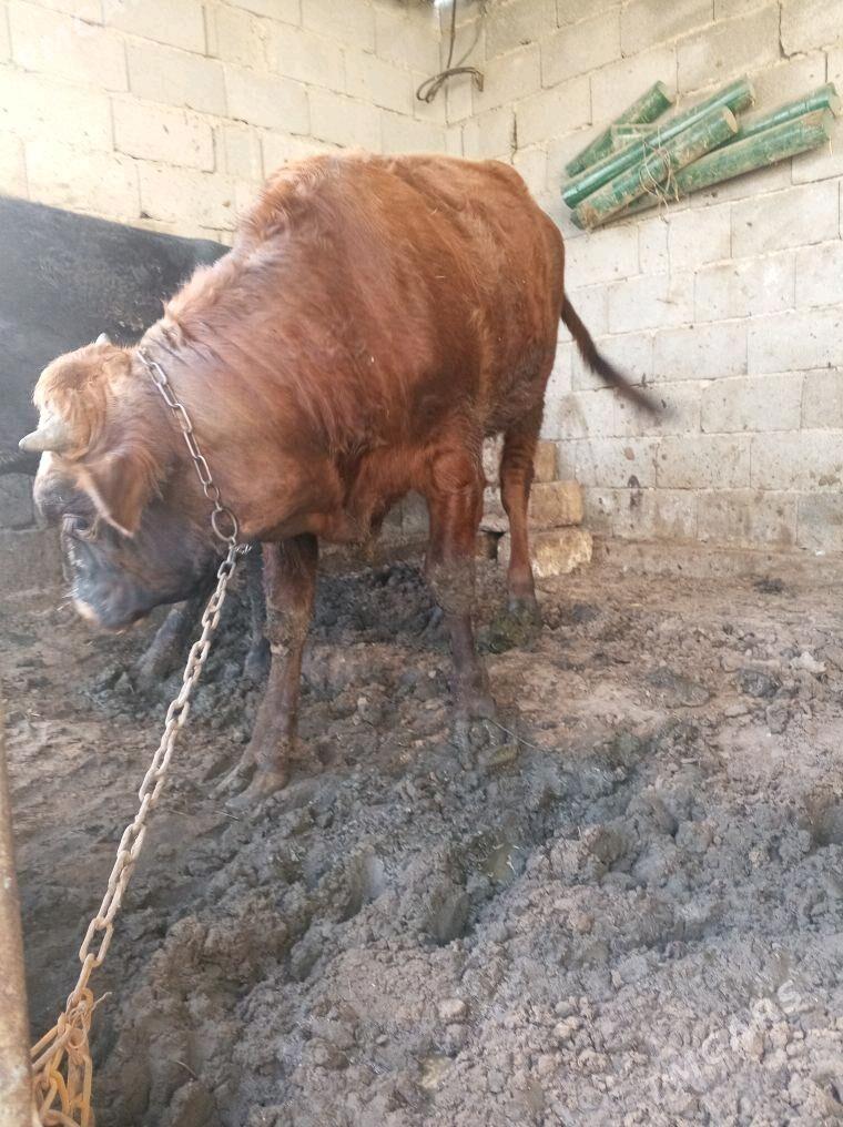 okuz gole - Ашхабад - img 5