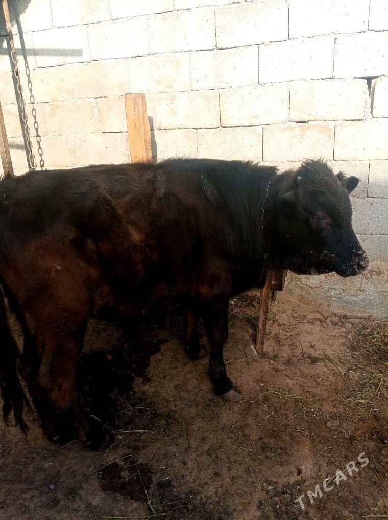 gole okuz - Ашхабад - img 3