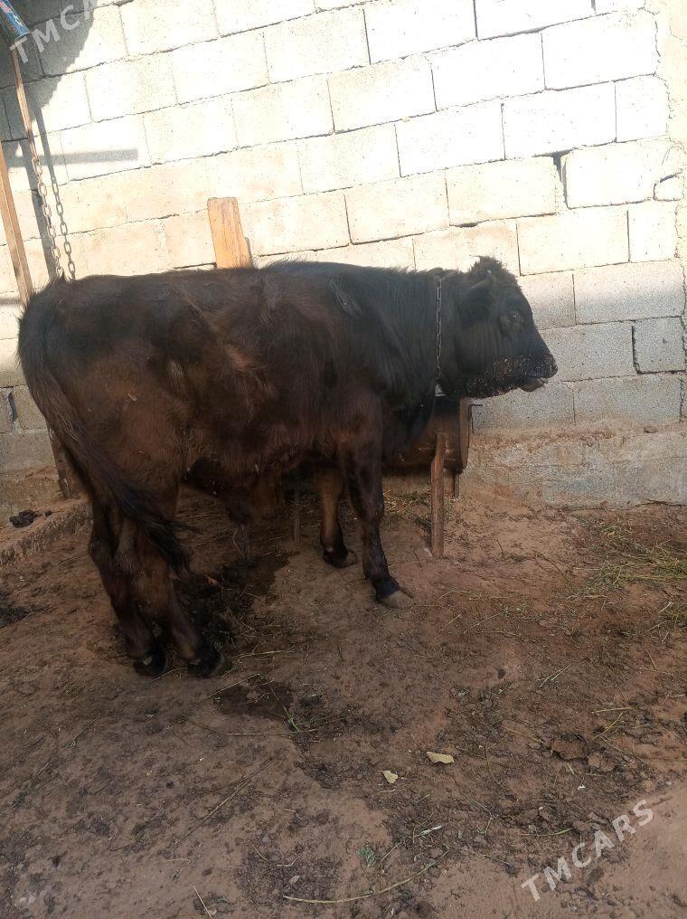 gole okuz - Ашхабад - img 2