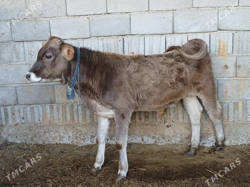 2si bile okuz - Büzmeýin - img 4