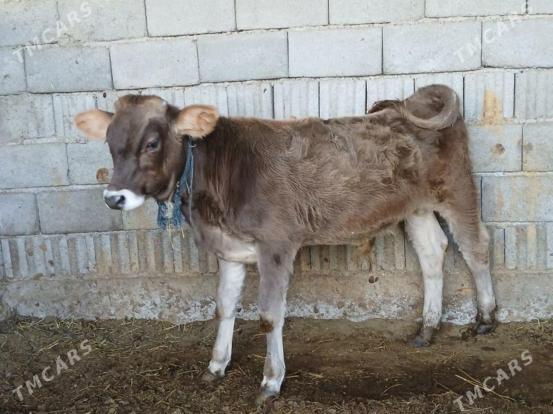 2si bile okuz - Büzmeýin - img 3