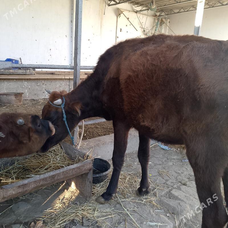 unajyn - Türkmenabat - img 2