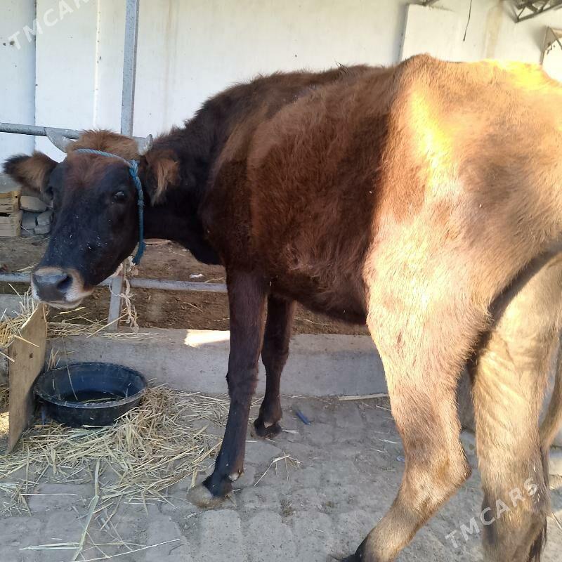 unajyn - Türkmenabat - img 3