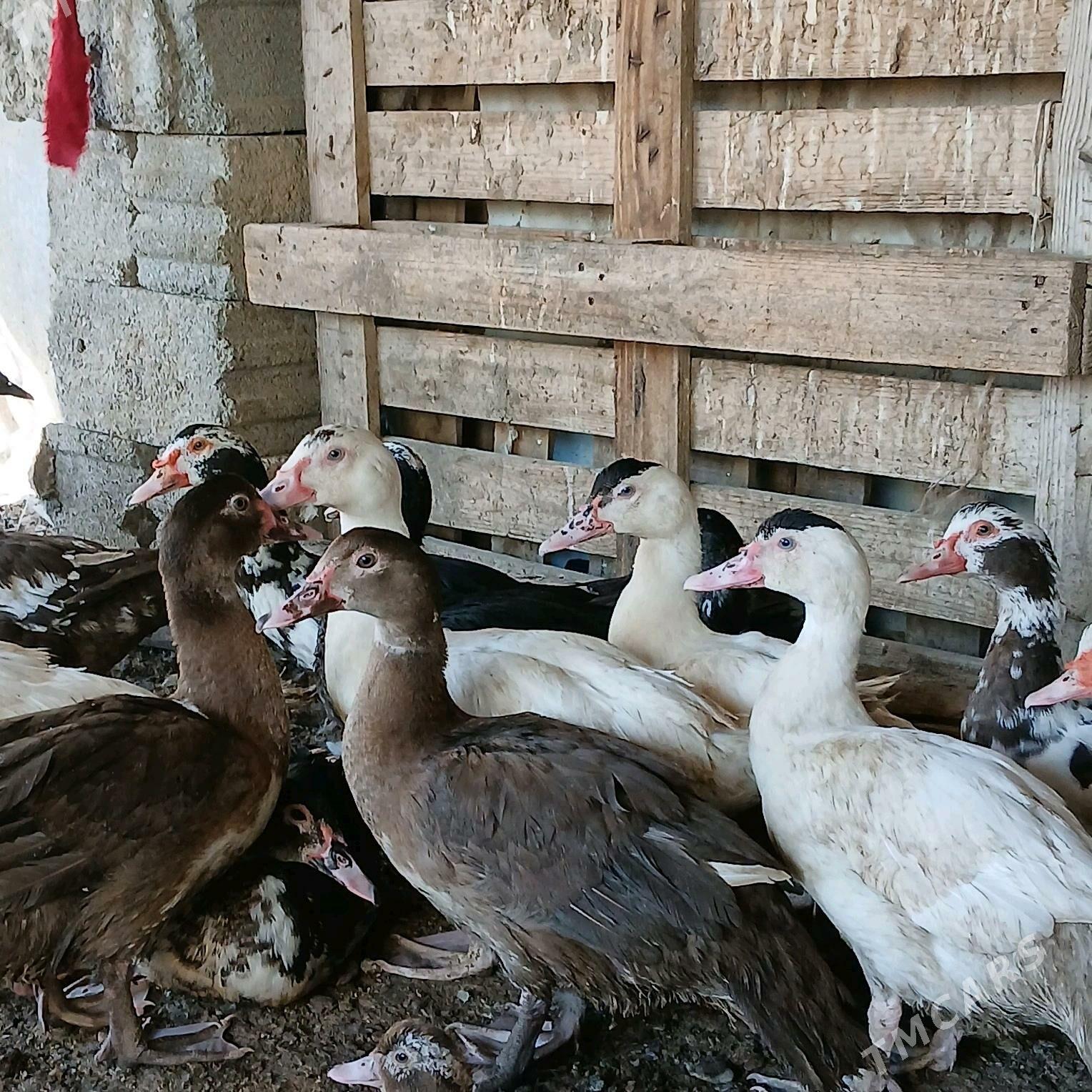 İndubutga horaz - Büzmeýin - img 7