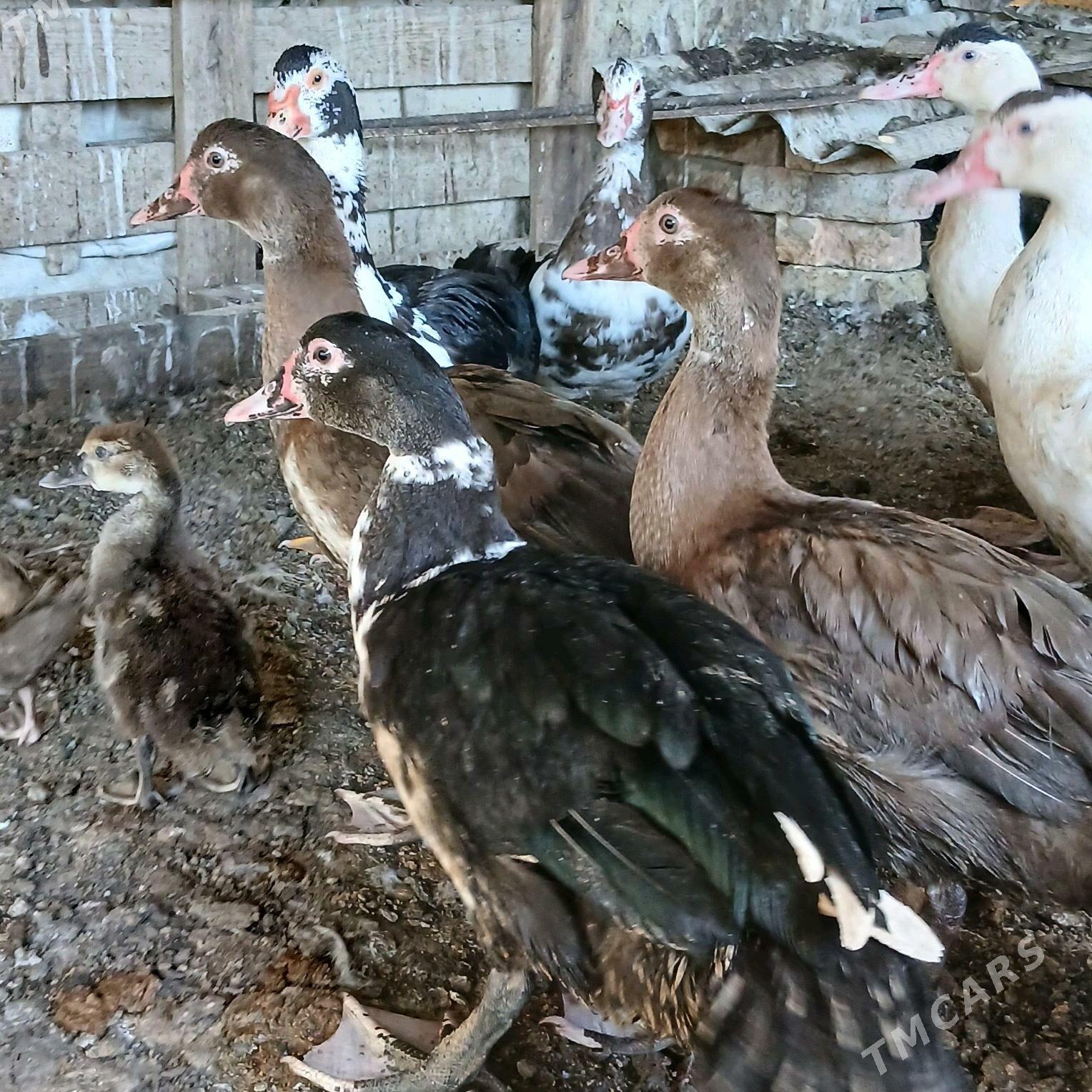 İndubutga horaz - Büzmeýin - img 5