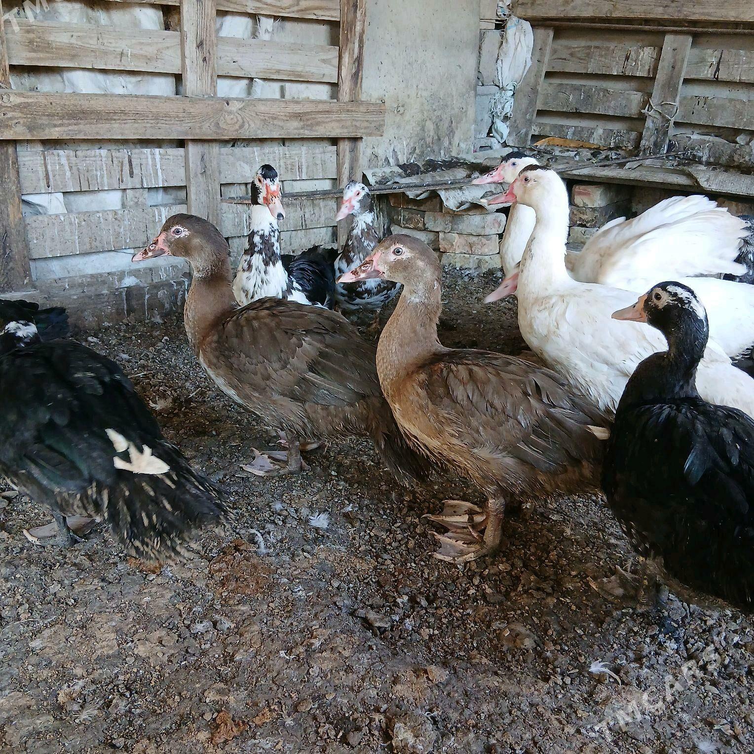 İndubutga horaz - Büzmeýin - img 4