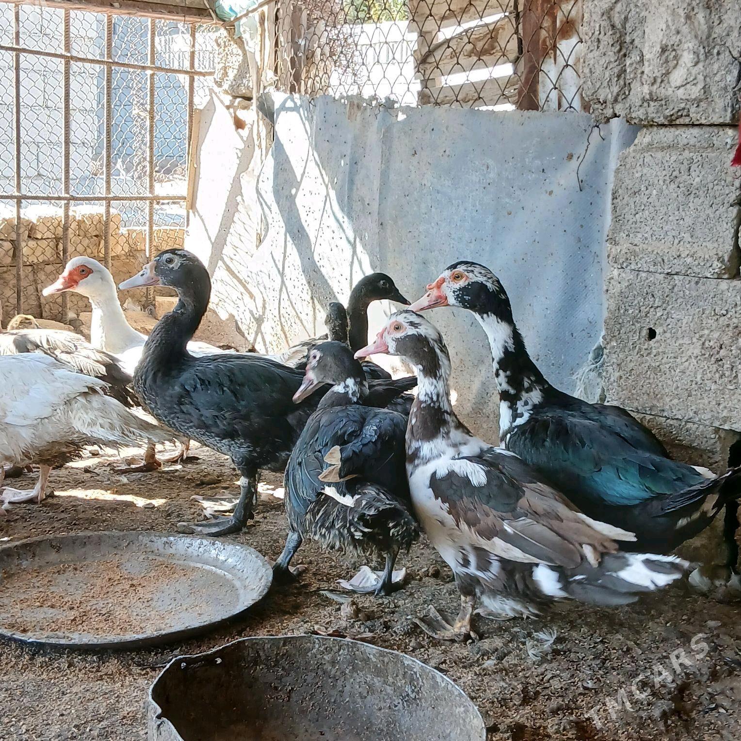 İndubutga horaz - Büzmeýin - img 10