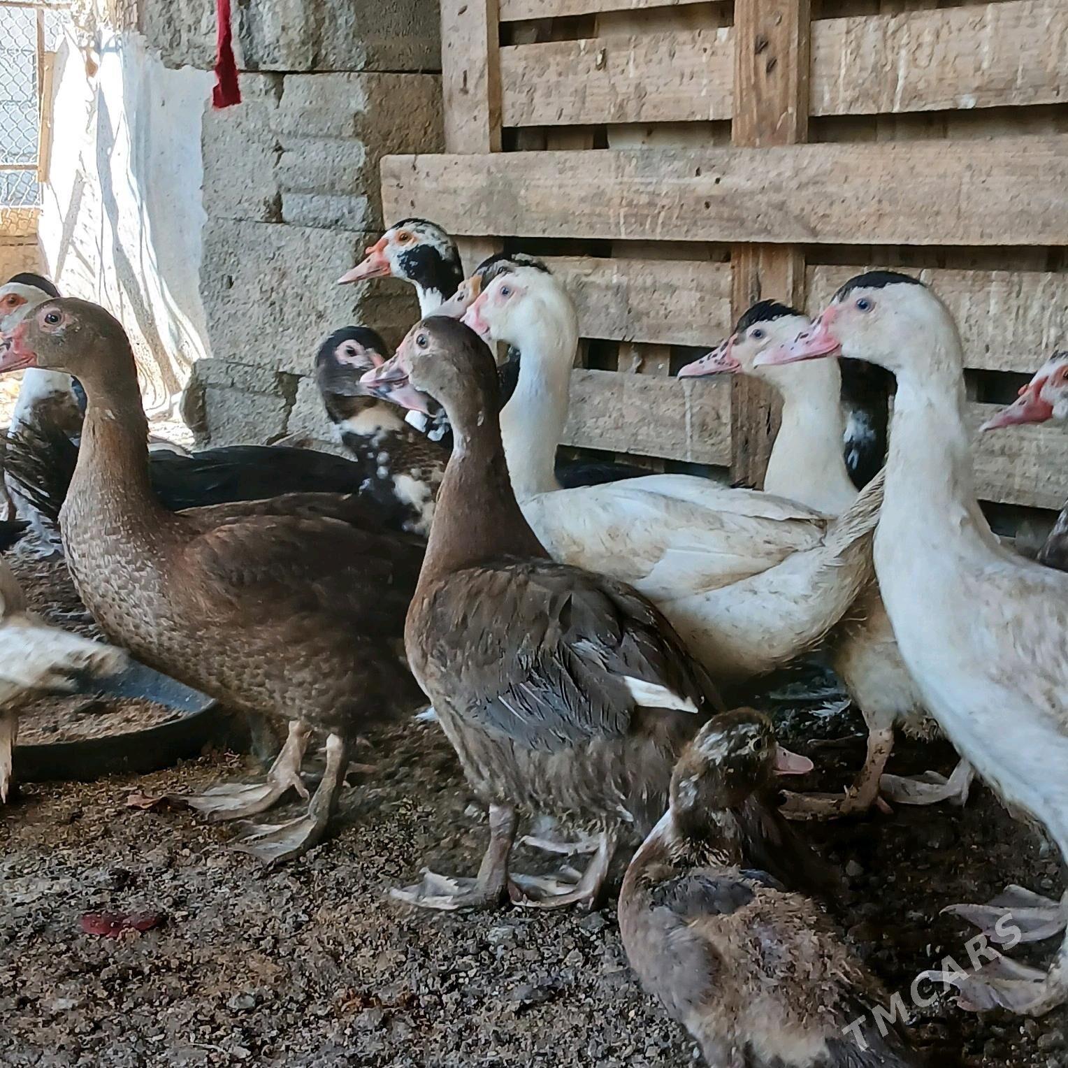 İndubutga horaz - Büzmeýin - img 3