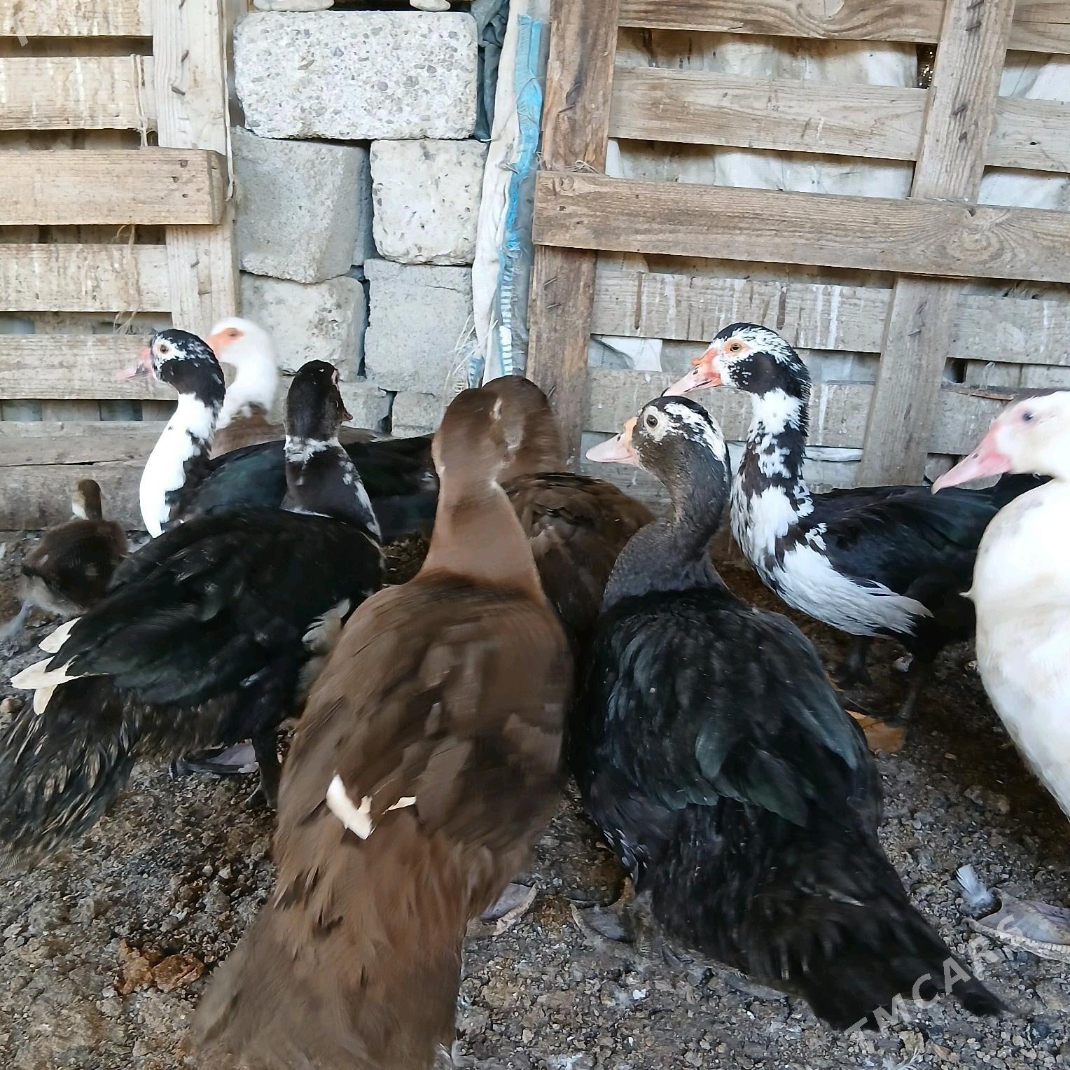 İndubutga horaz - Büzmeýin - img 1