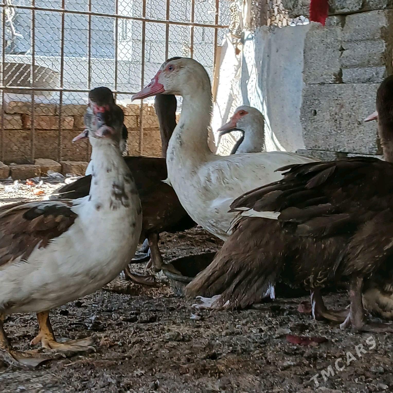 İndubutga horaz - Büzmeýin - img 8