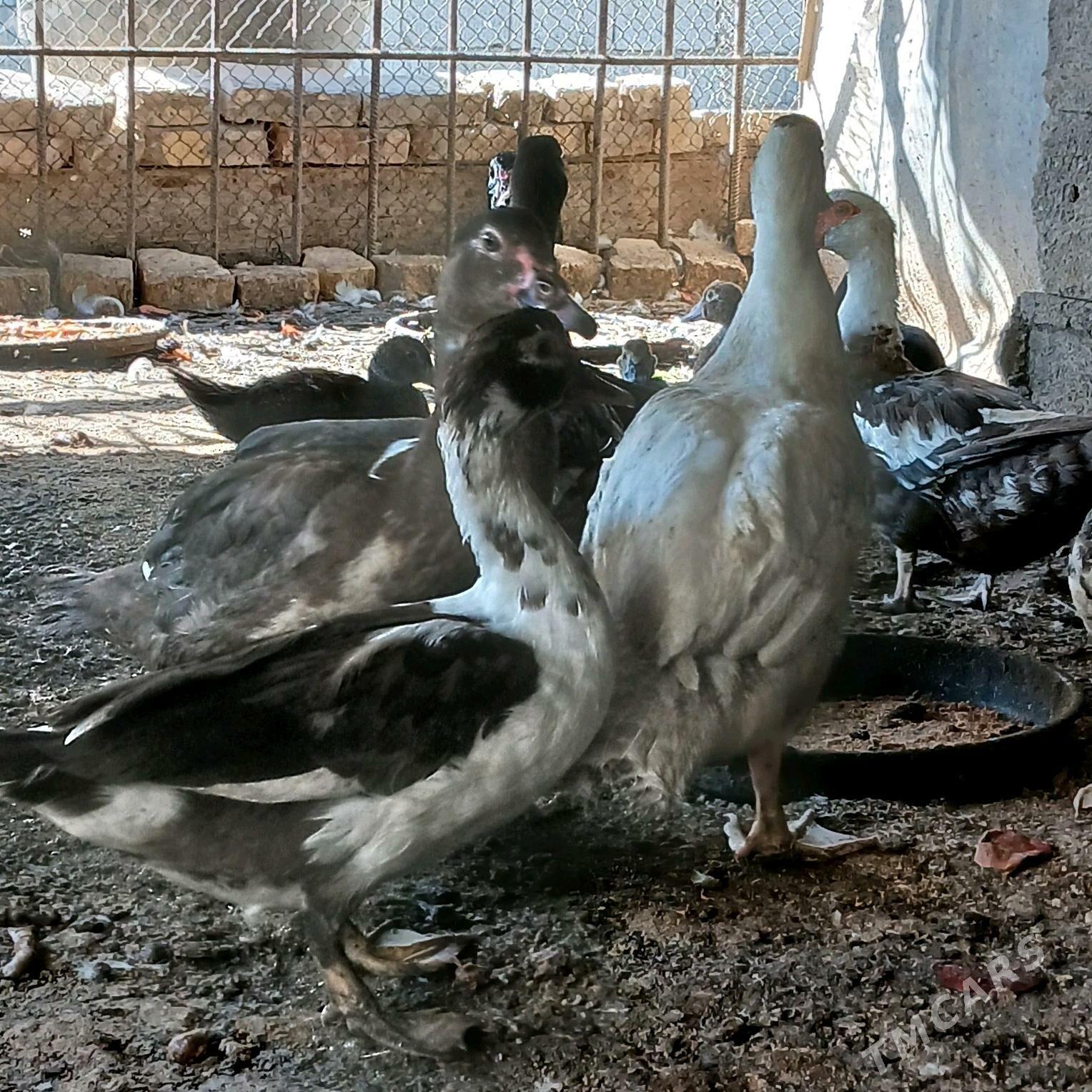 İndubutga horaz - Büzmeýin - img 6