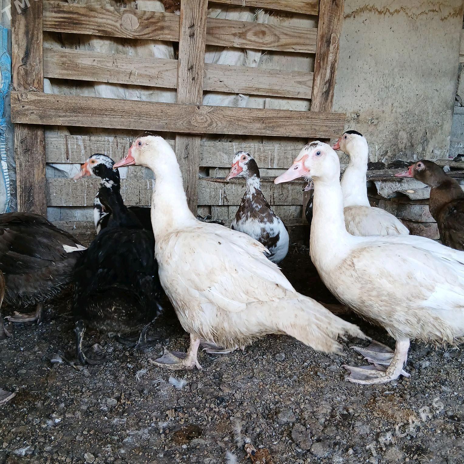 İndubutga horaz - Büzmeýin - img 2