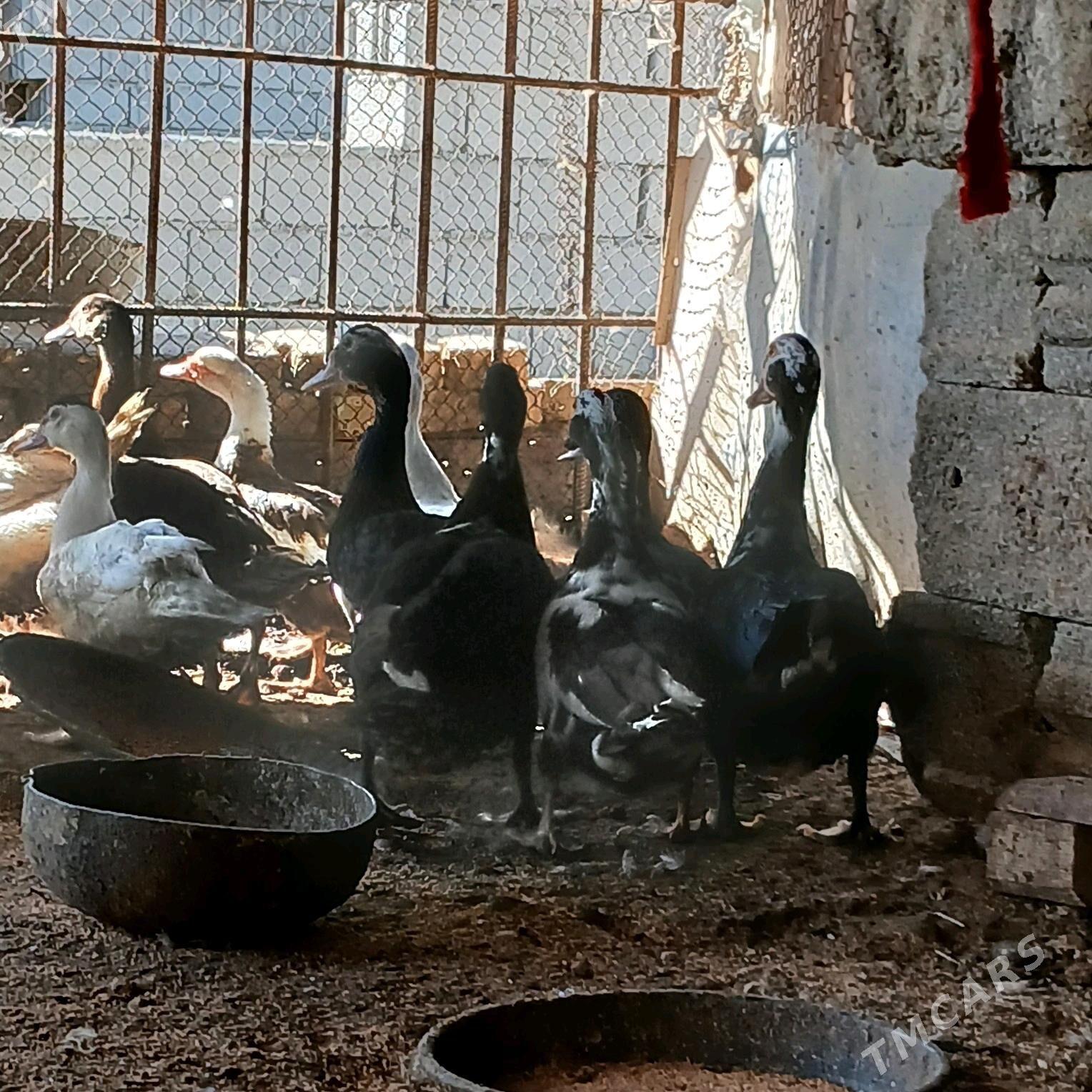 İndubutga horaz - Büzmeýin - img 9