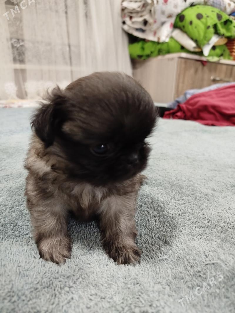 пикинес - Мары - img 2