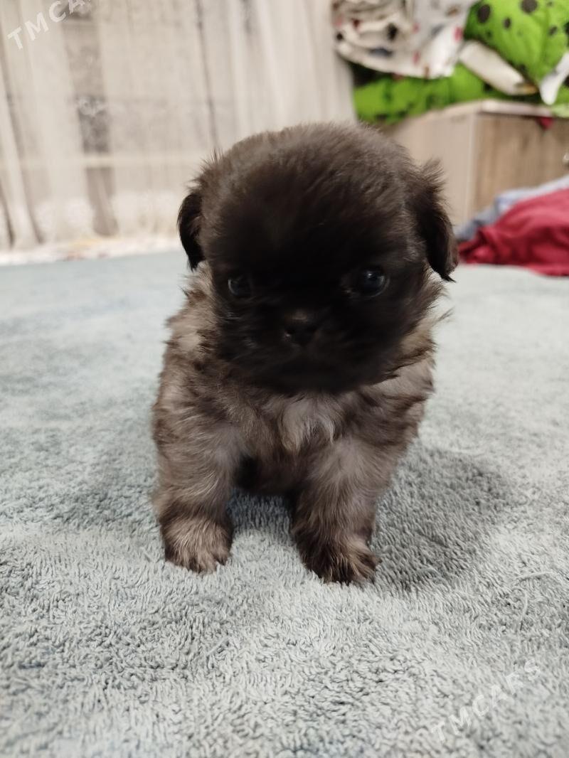 пикинес - Мары - img 3