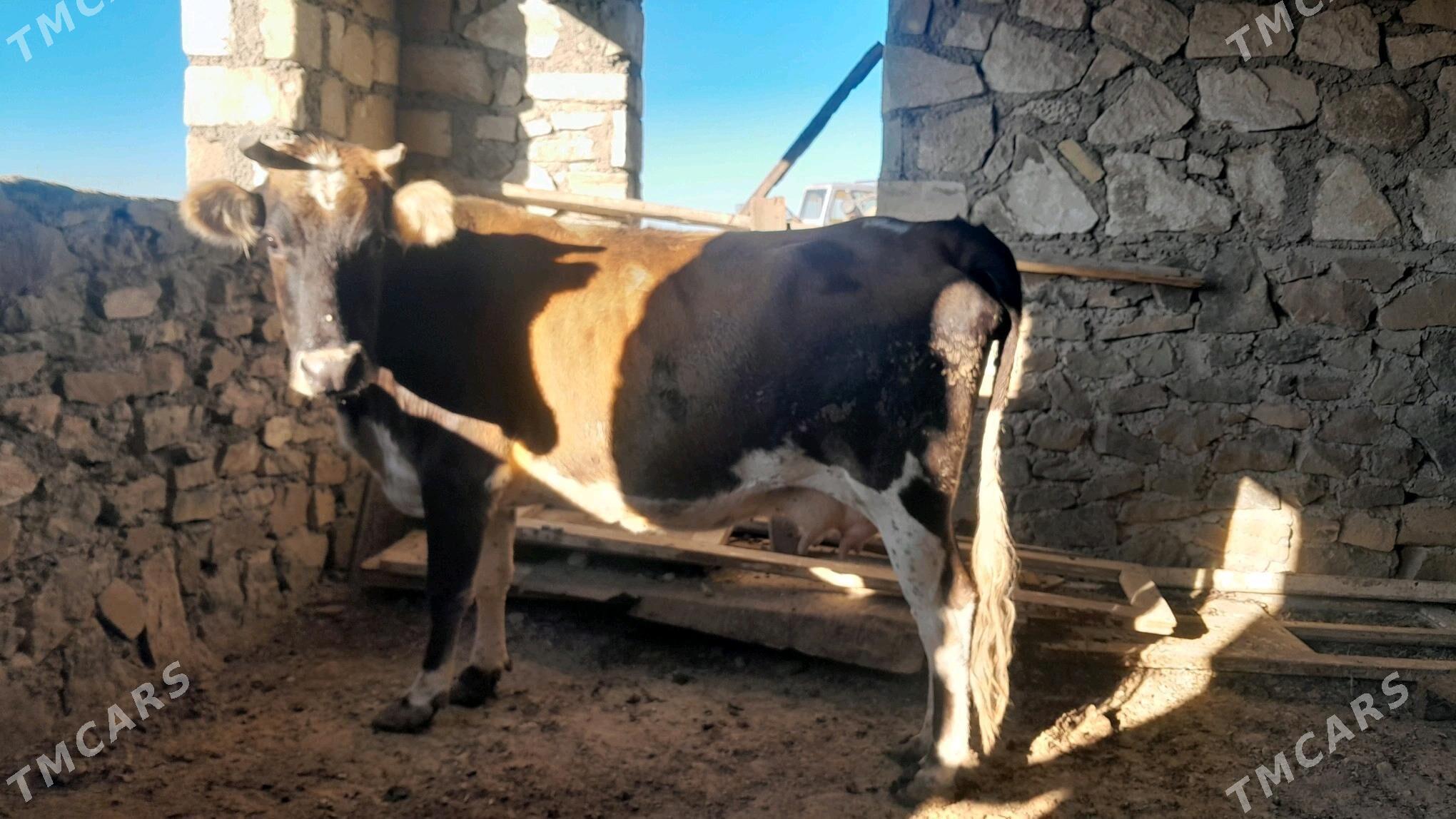 Sygyr - Берекет - img 3