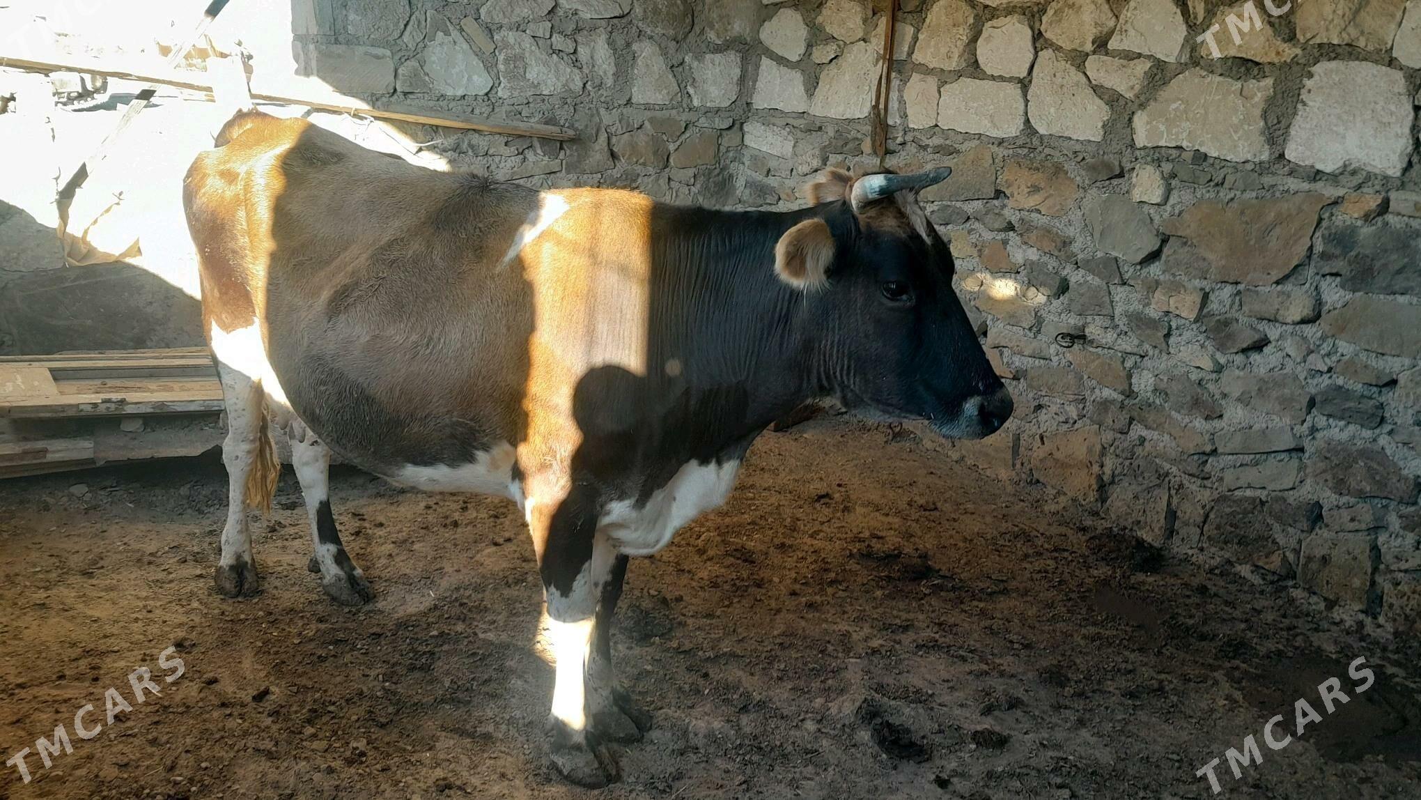 Sygyr - Берекет - img 2