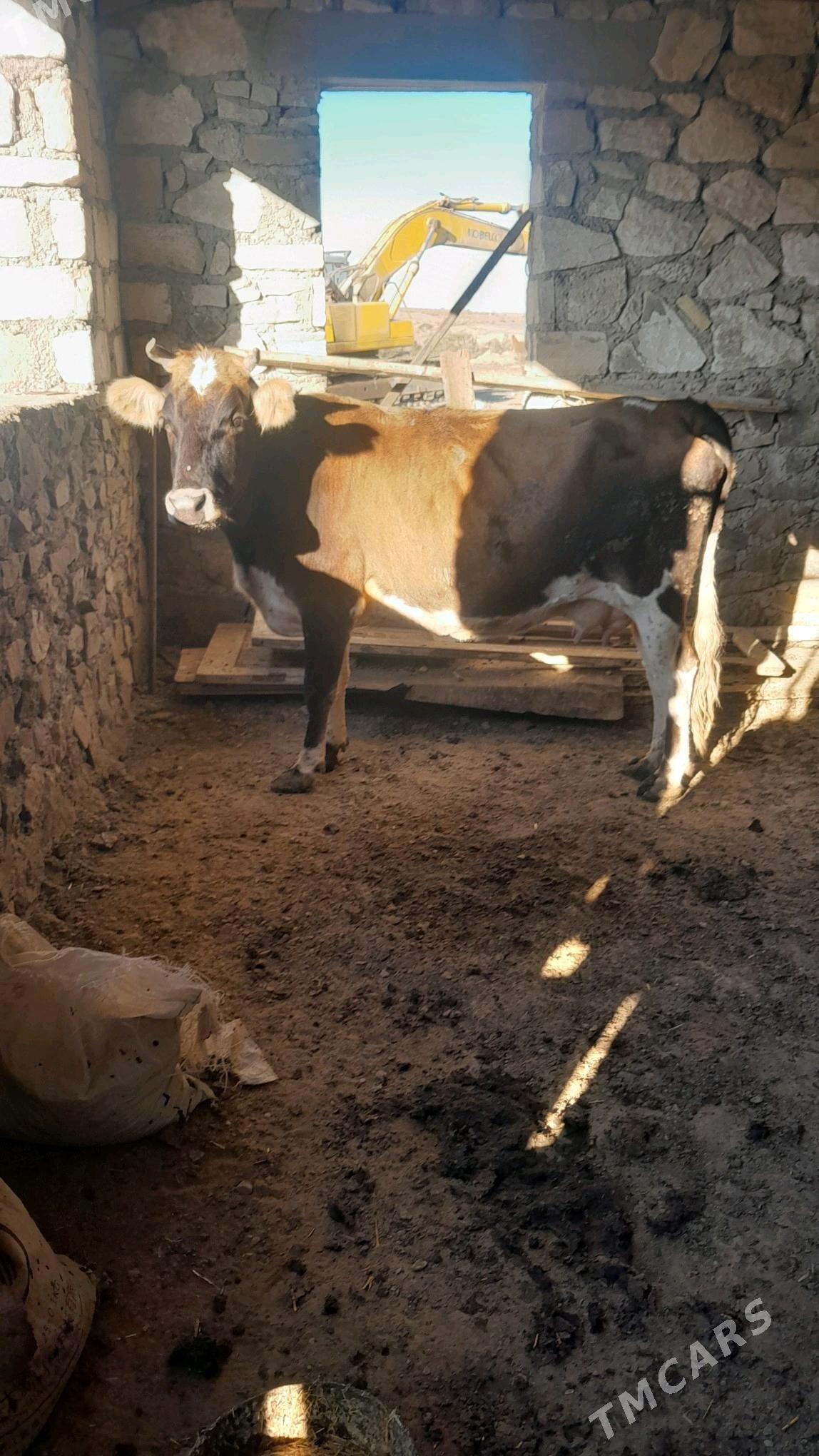 Sygyr - Берекет - img 4