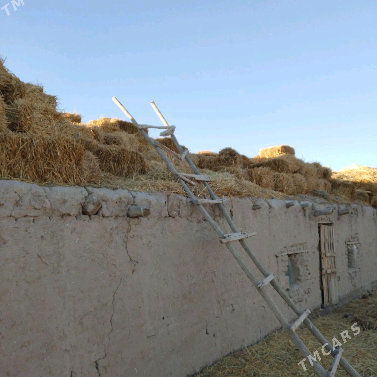 kip saman - Köneürgenç - img 2