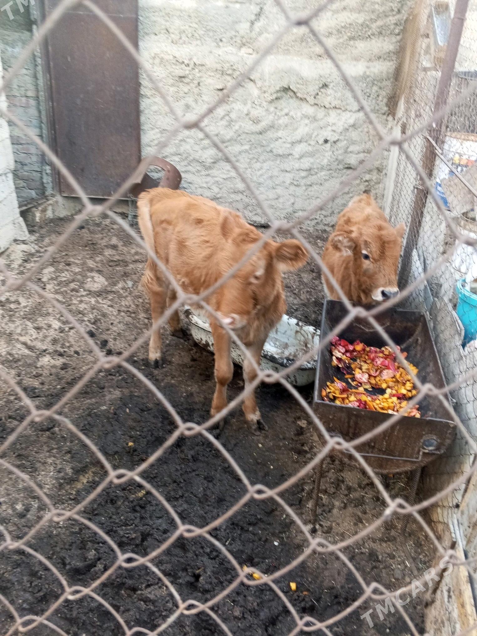 tana okuzce - Türkmenbaşy - img 2