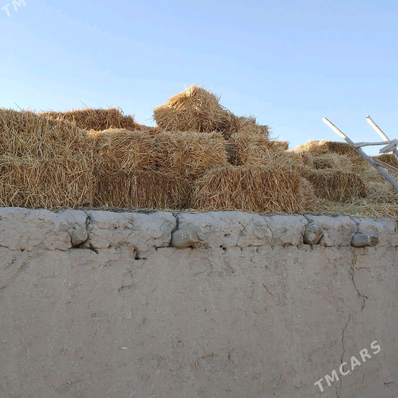 kip saman - Köneürgenç - img 3