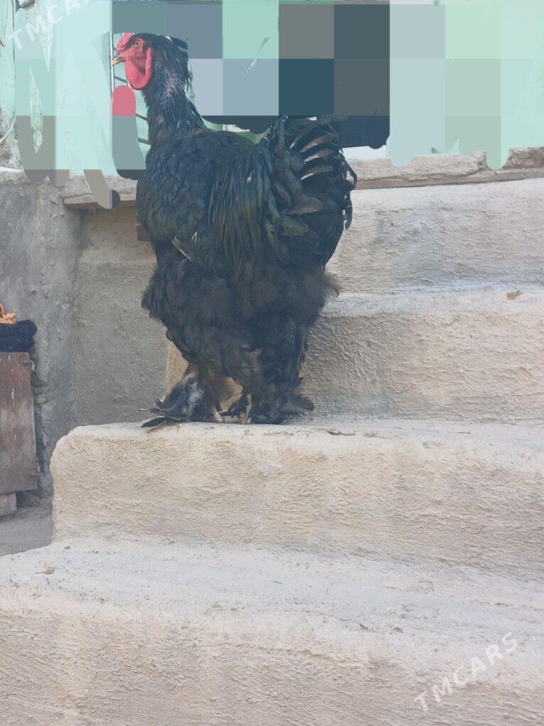 Brama horaz - Balkanabat - img 2