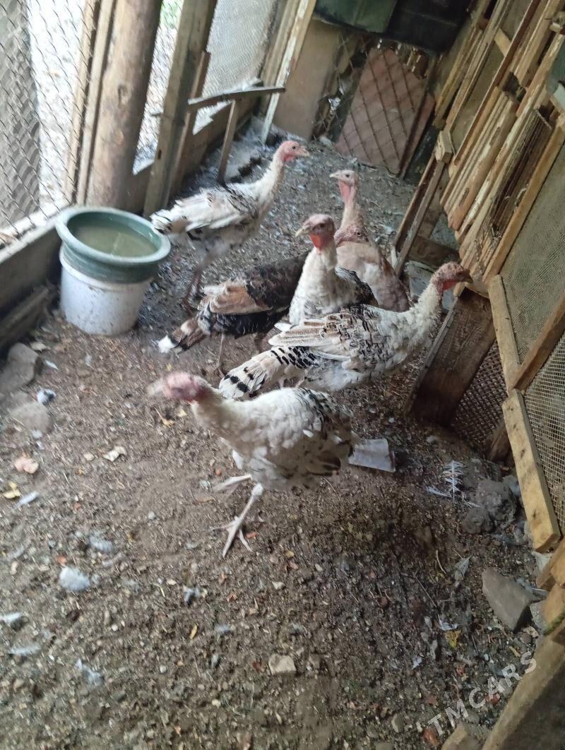 İnduk Индук - Балканабат - img 3