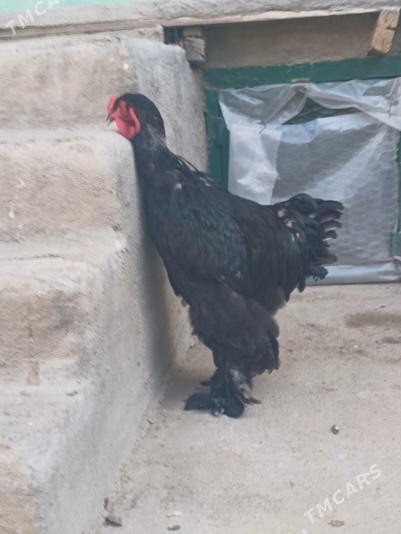 Brama horaz - Balkanabat - img 4