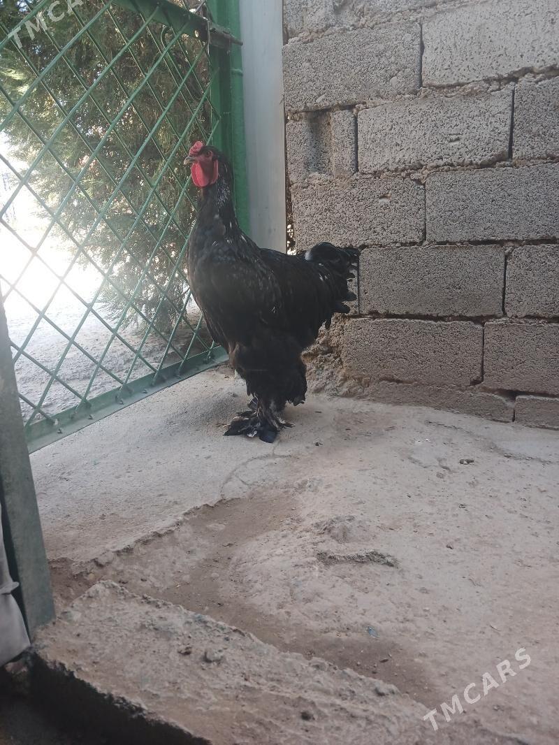 Brama horaz - Balkanabat - img 5