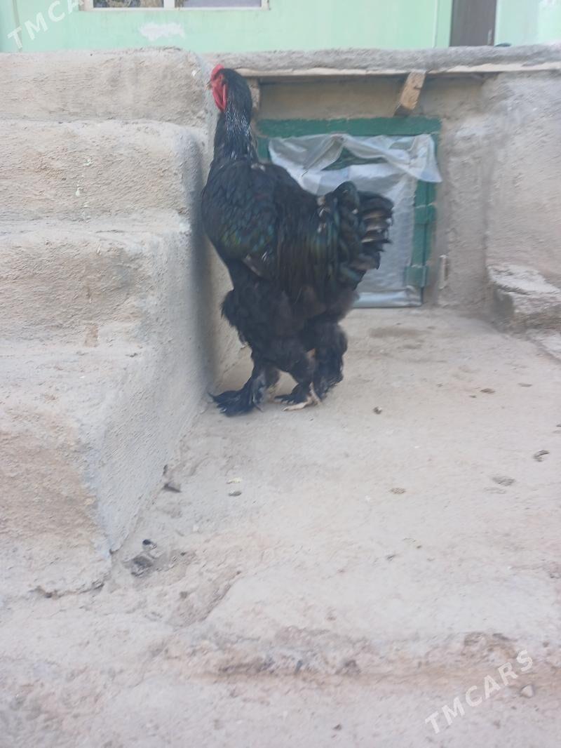 Brama horaz - Balkanabat - img 6