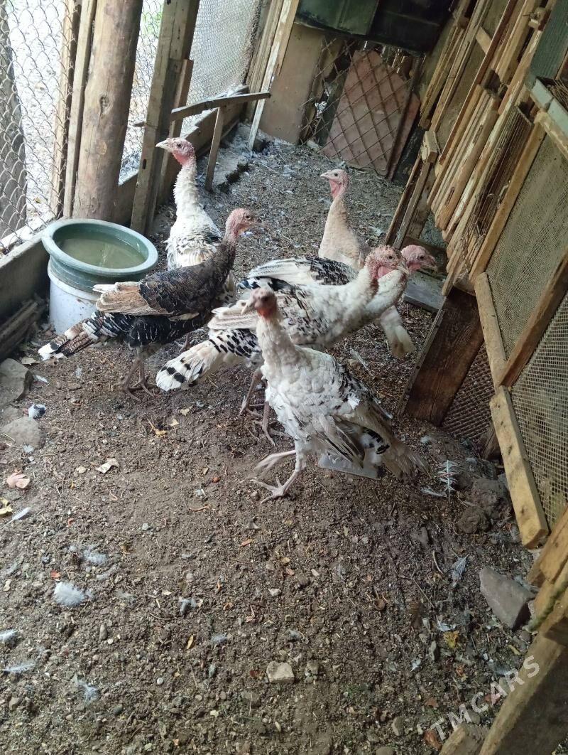 İnduk Индук - Балканабат - img 2