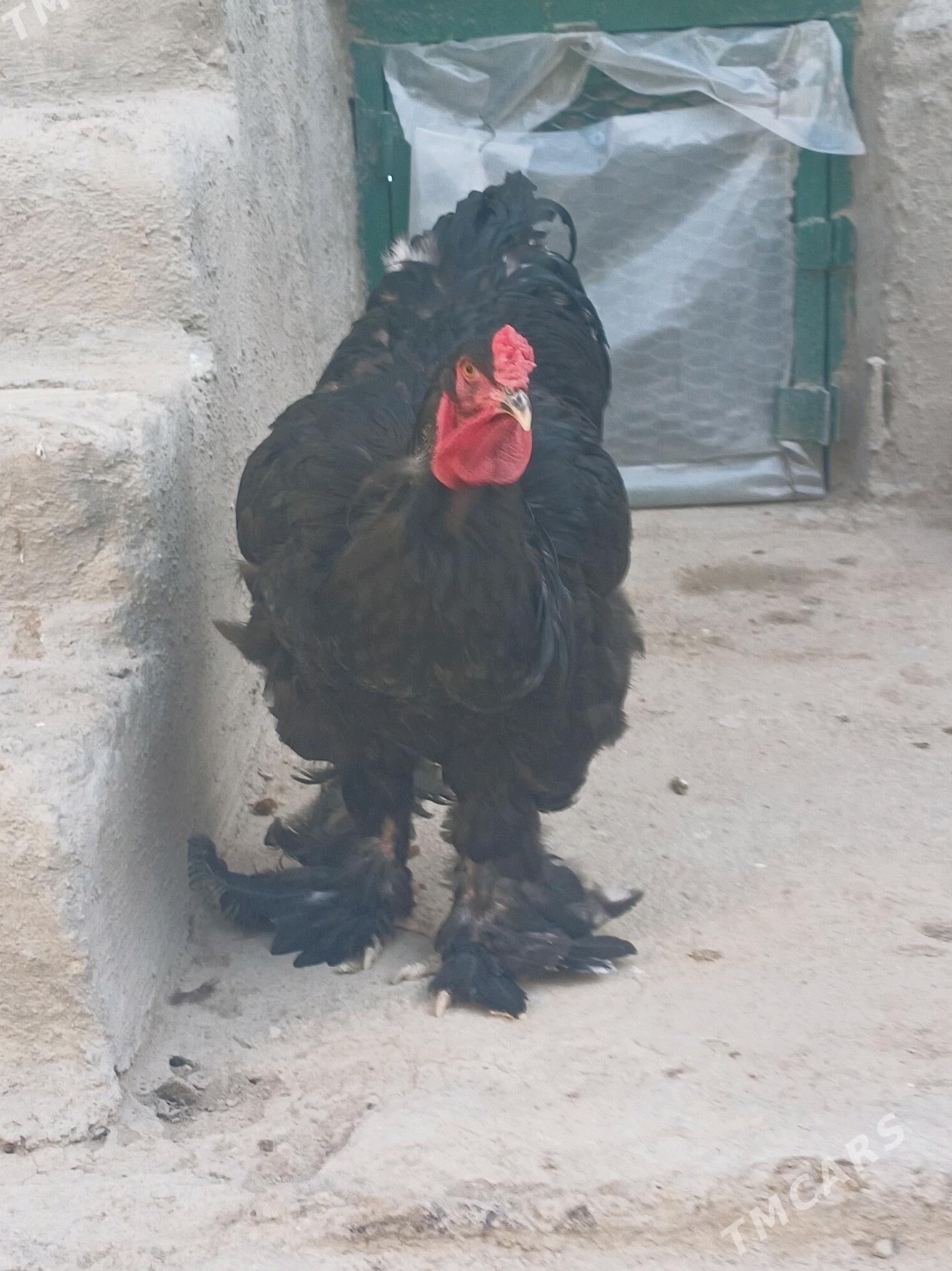 Brama horaz - Balkanabat - img 3