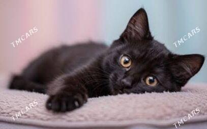 котята - Чарджоу - img 2