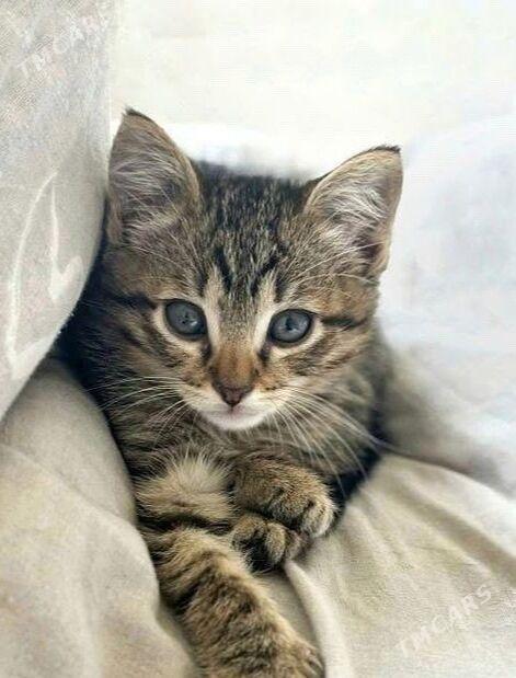 котята - Чарджоу - img 3