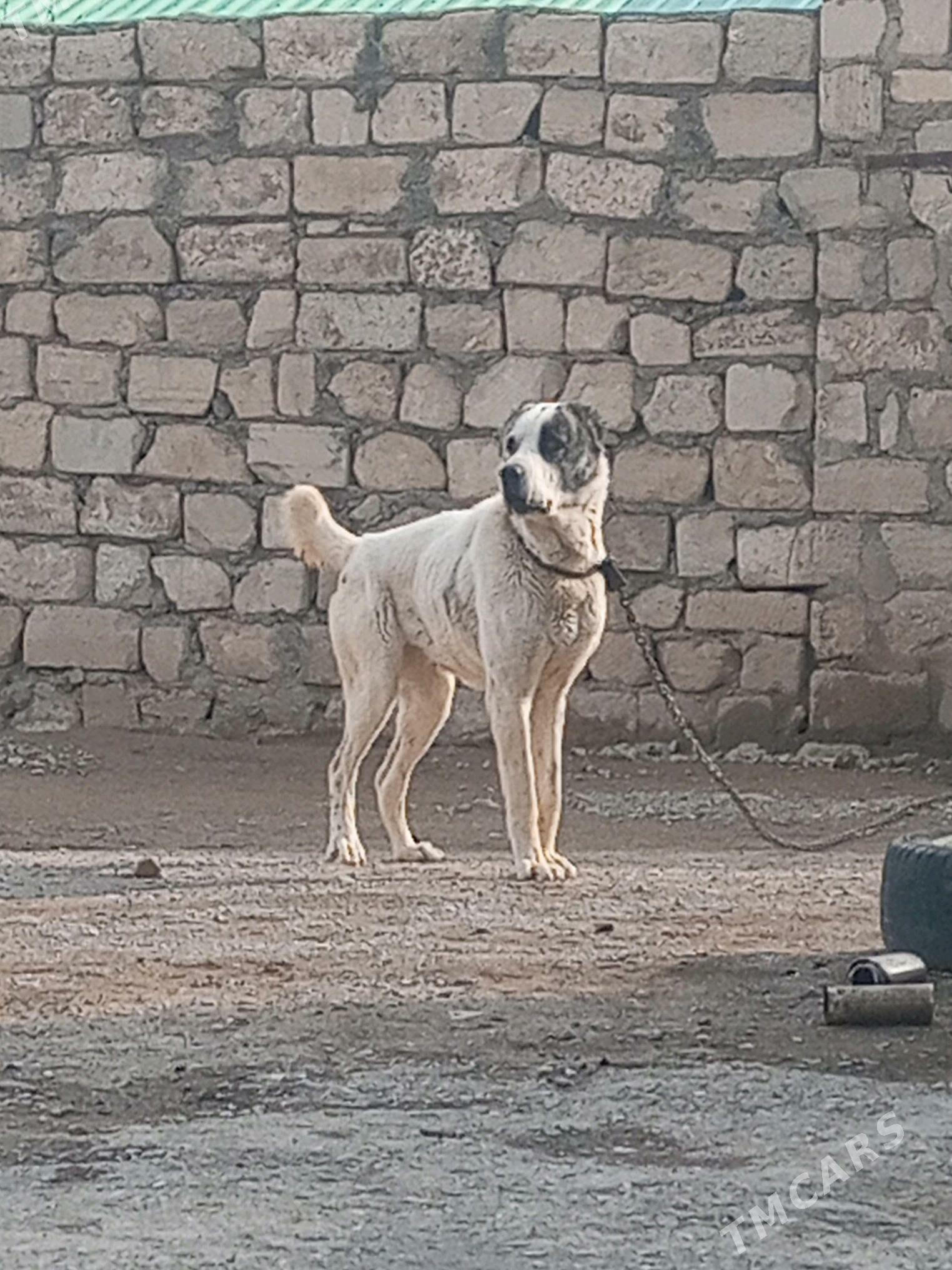 Garagoz - Туркменбаши - img 7