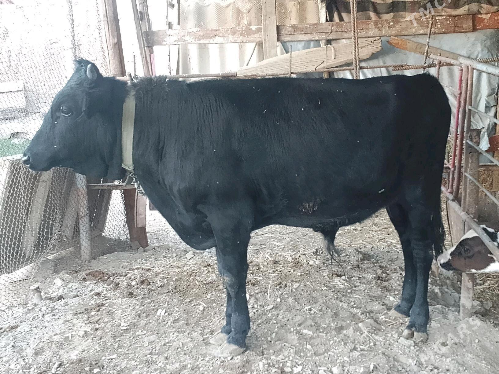 okuzler - Bäherden - img 5