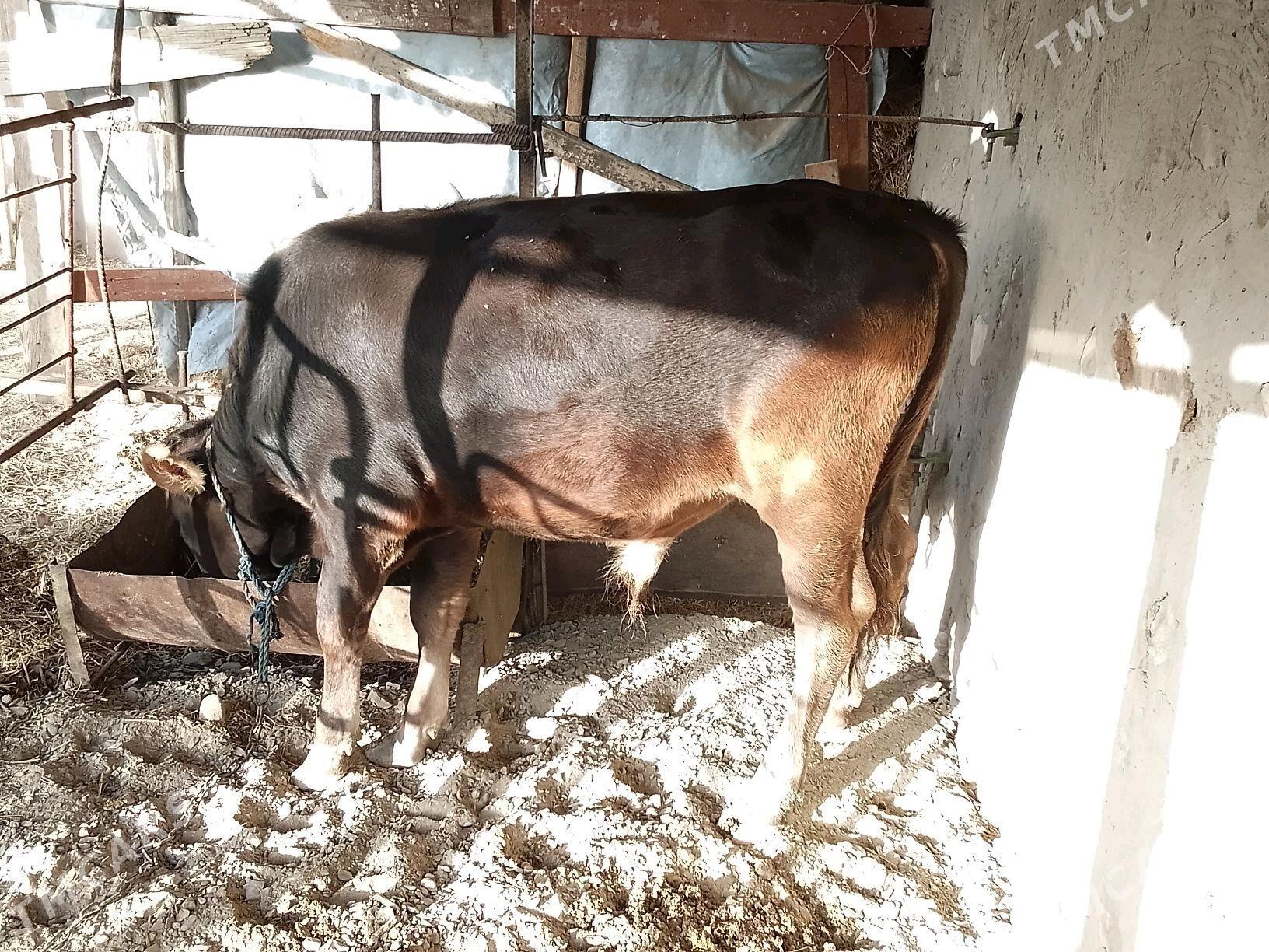 okuzler - Bäherden - img 3