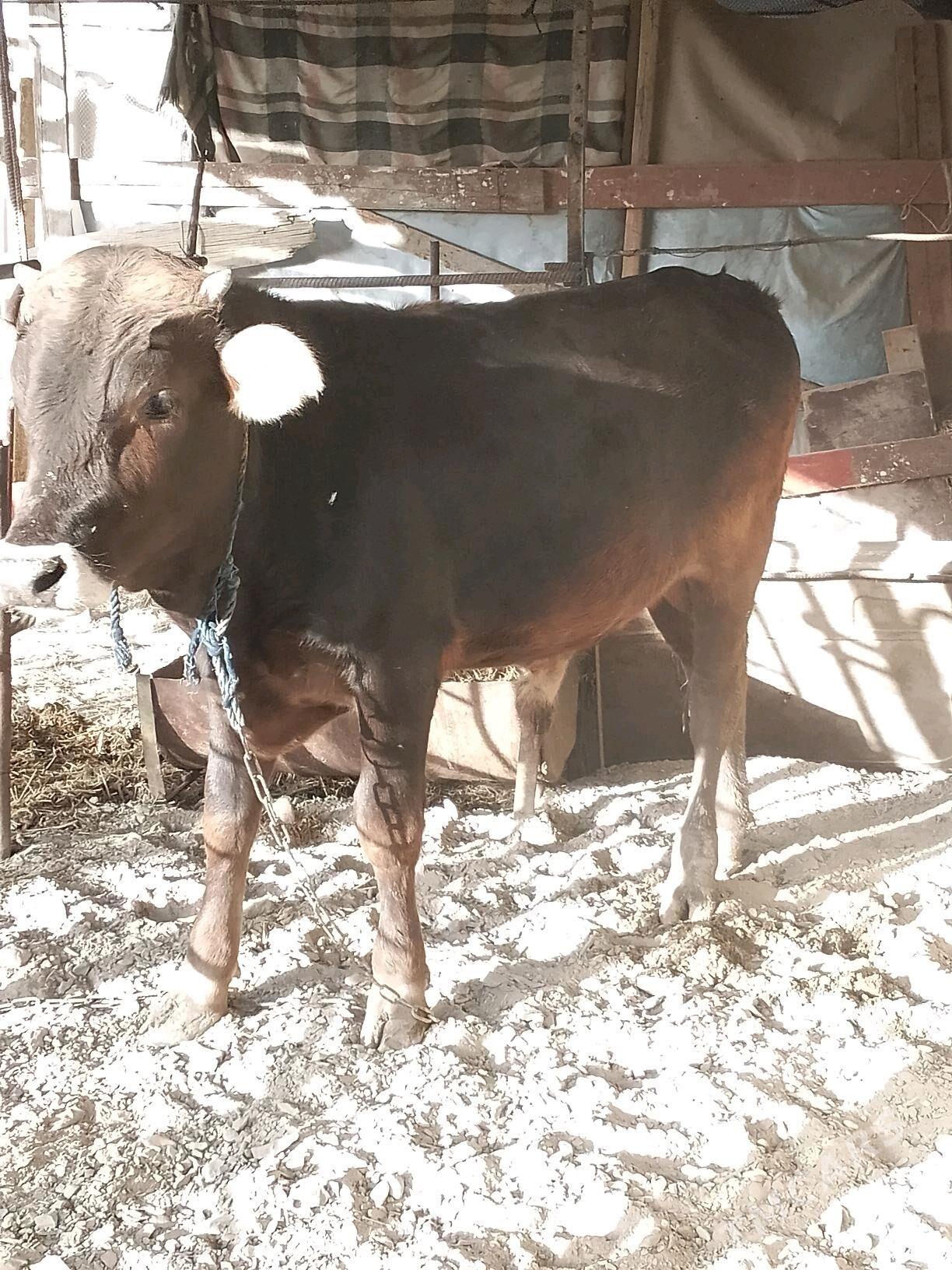 okuzler - Bäherden - img 7