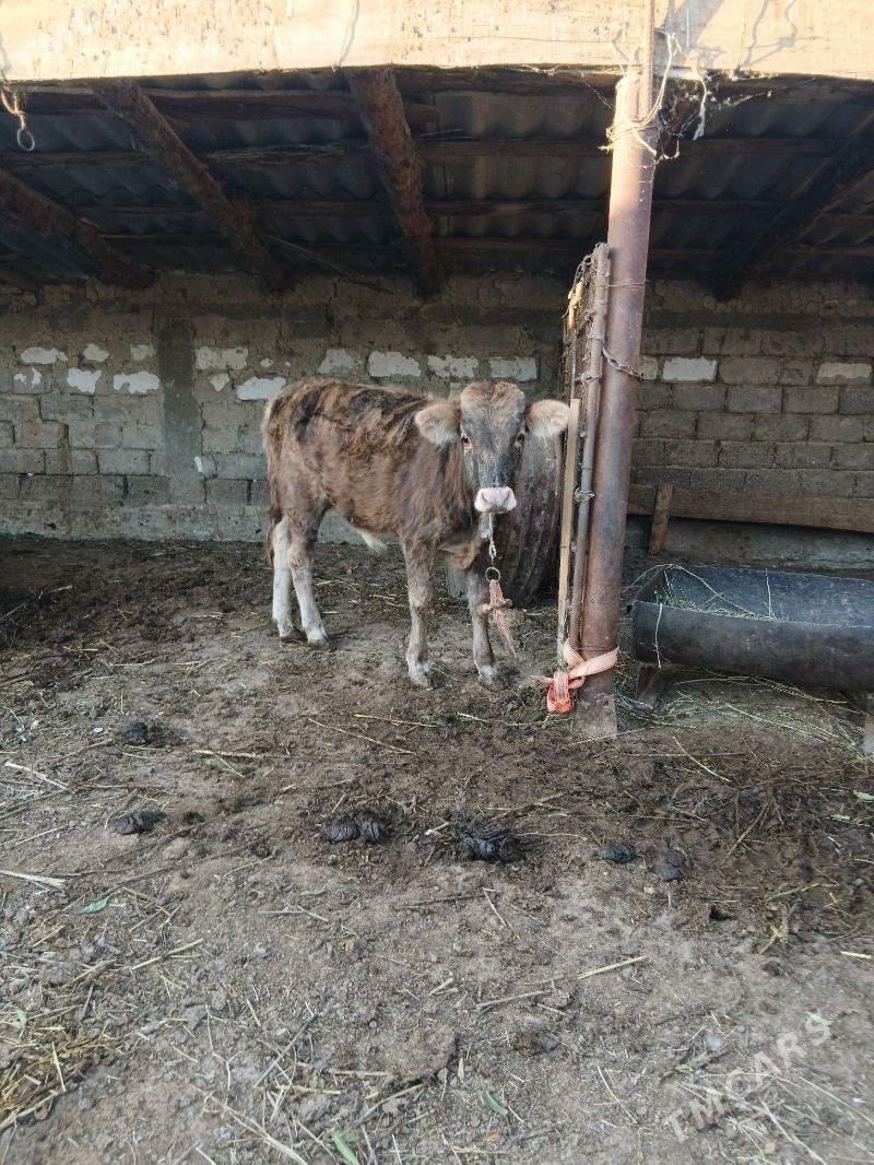 okuz - Ýaşlyk - img 4