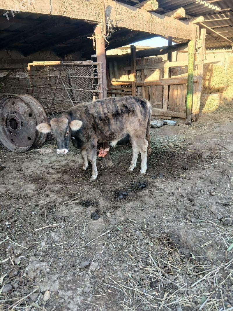 okuz - Ýaşlyk - img 7