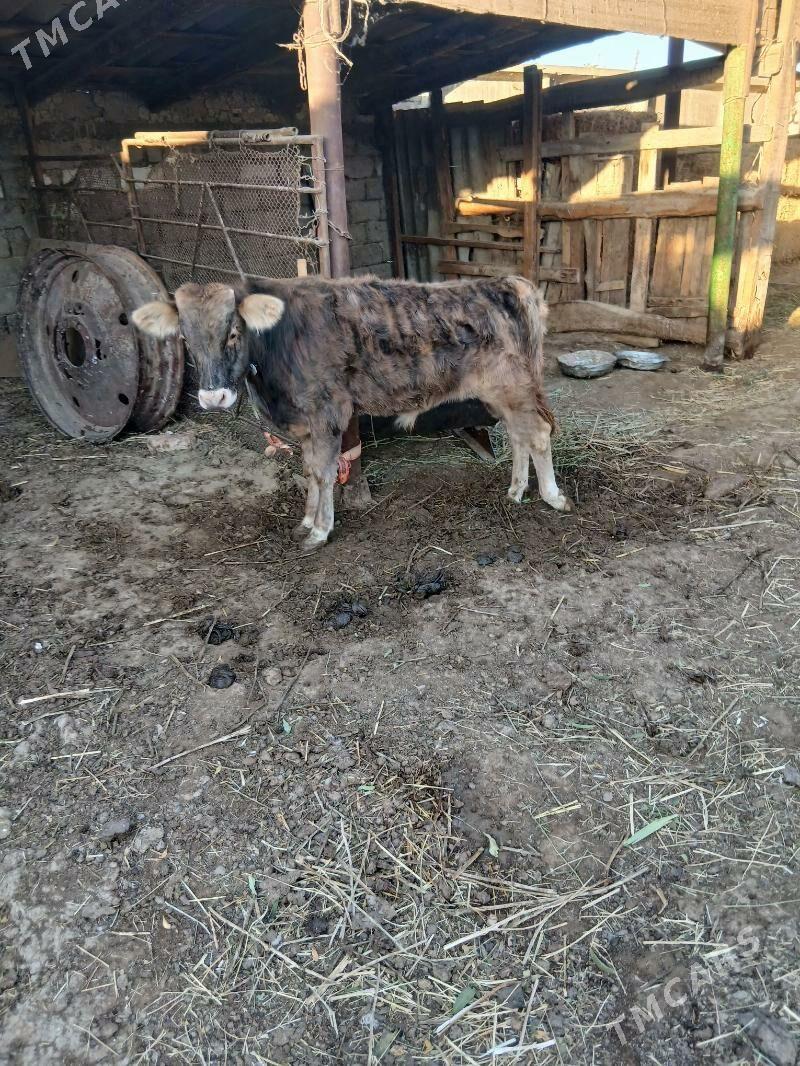 okuz - Ýaşlyk - img 8