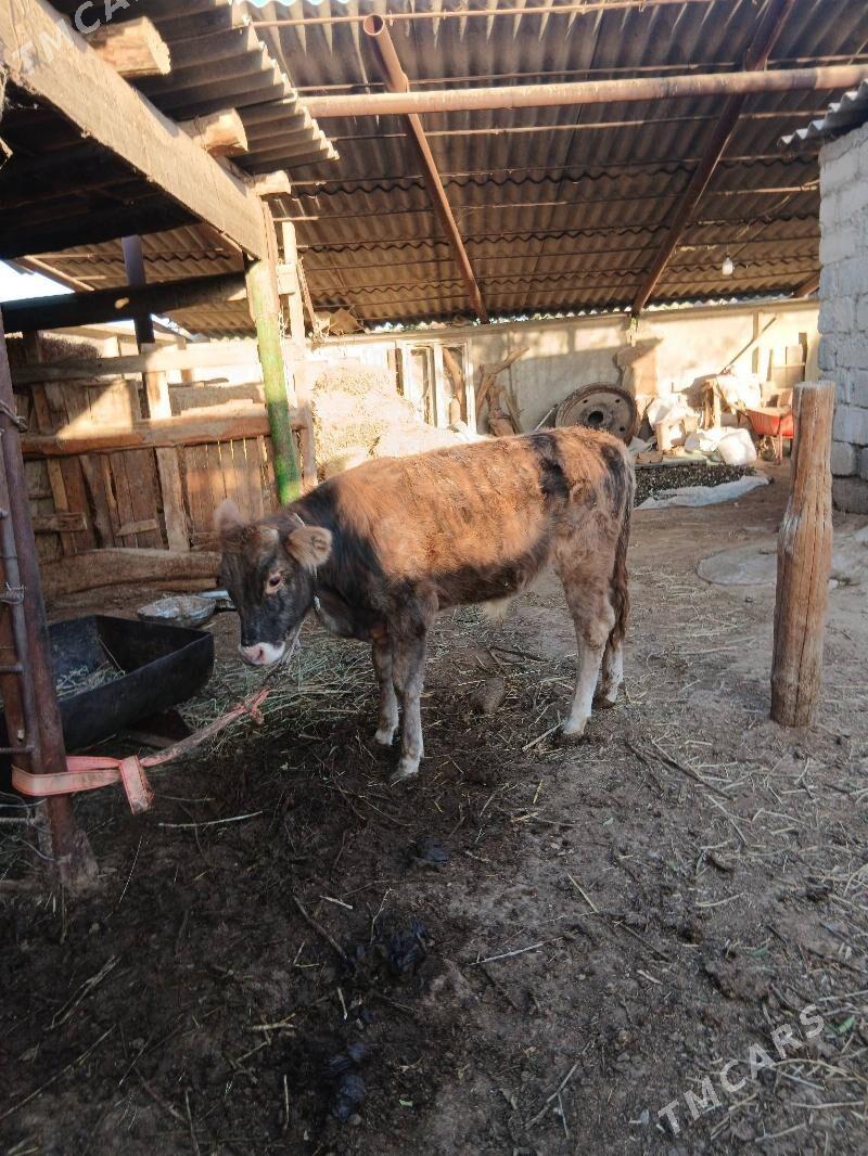 okuz - Ýaşlyk - img 2