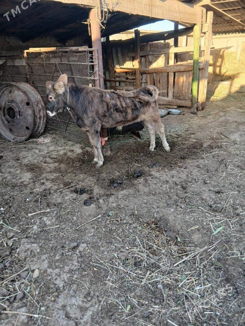 okuz - Ýaşlyk - img 6