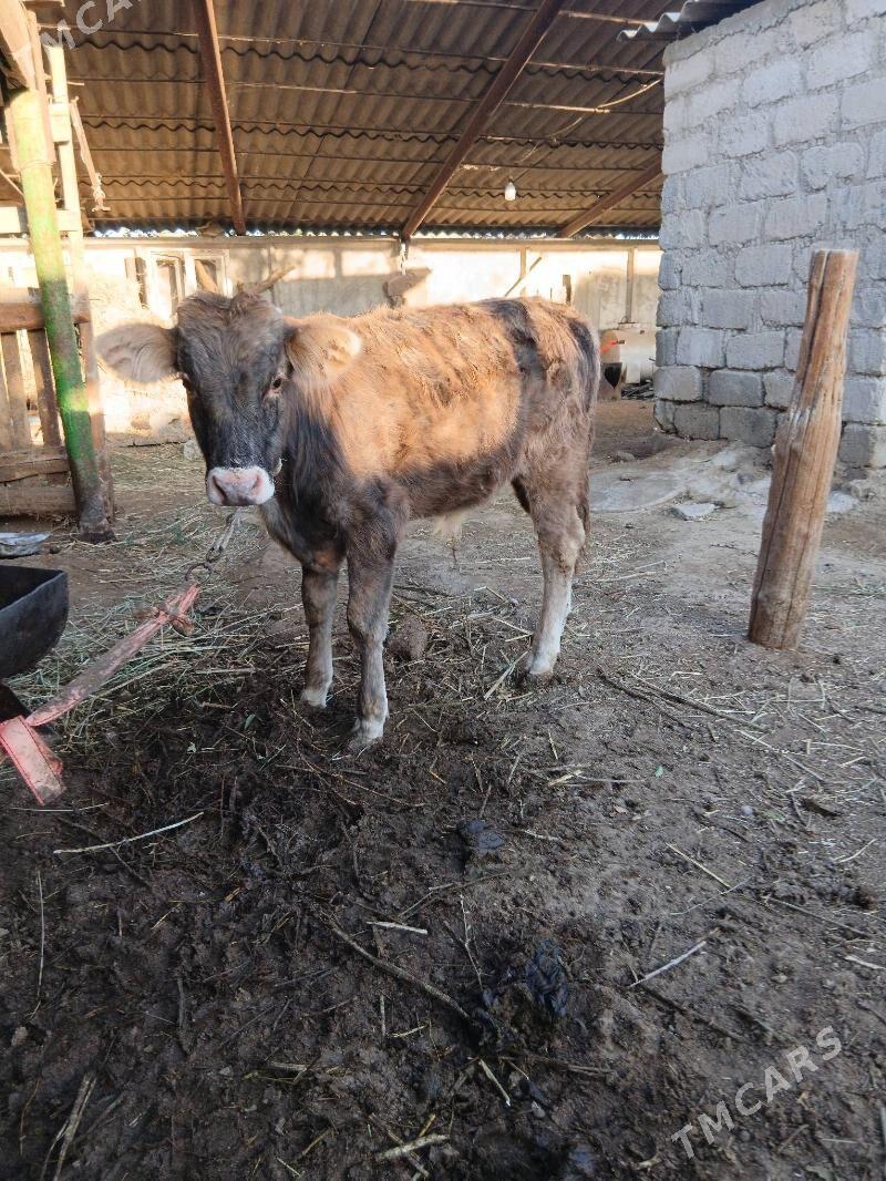 okuz - Ýaşlyk - img 3